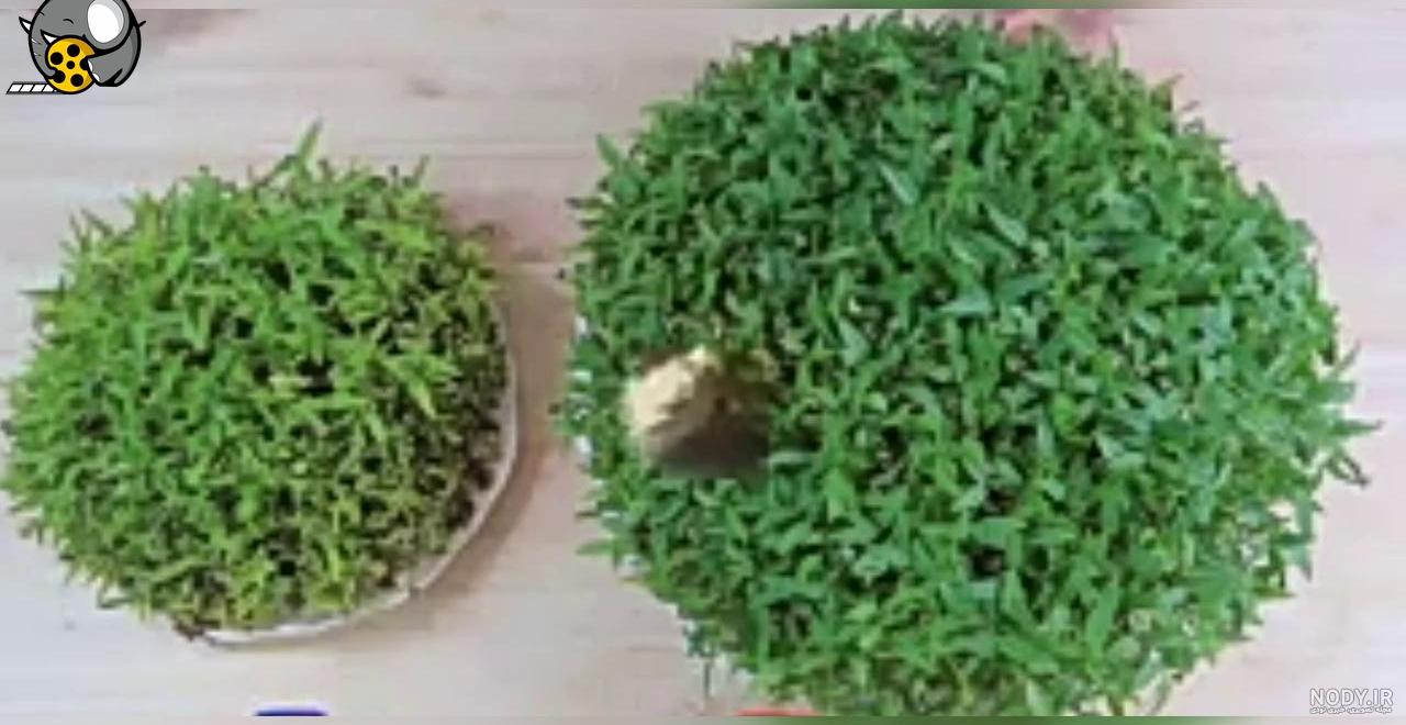 طرز تهیه سبزه ماش برای سفره هفت سین همراه با عکس |ایران کوک