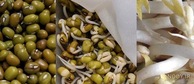 طرز تهیه سبزه ماش برای عید نوروز (آموزش کامل) طرز تهیه سبزه ماش برای عید نوروز (آموزش کامل)
