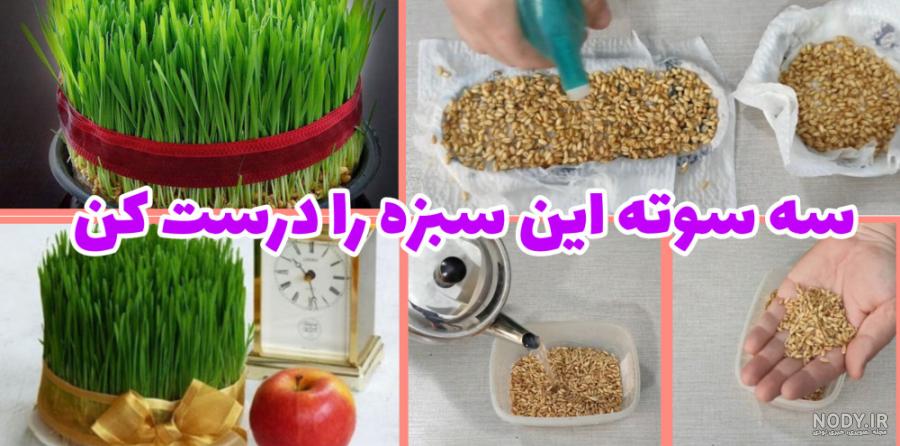 طرز تهیه سبزه گندم :: سبزه زیبا برای سفره هفت سین 1403 :: آموزش کاشت سبزه