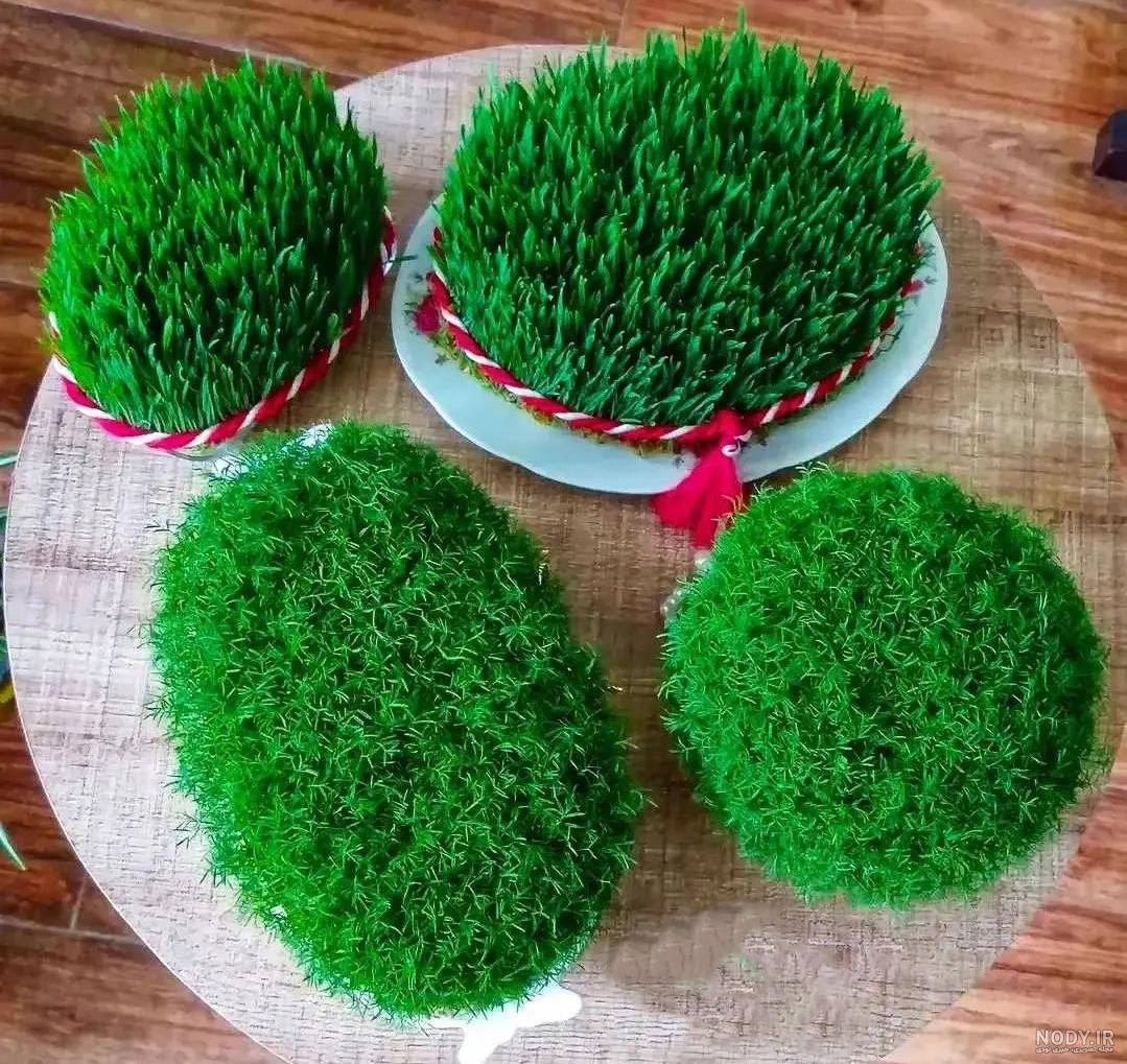 عکس سبزه گندم برای عید