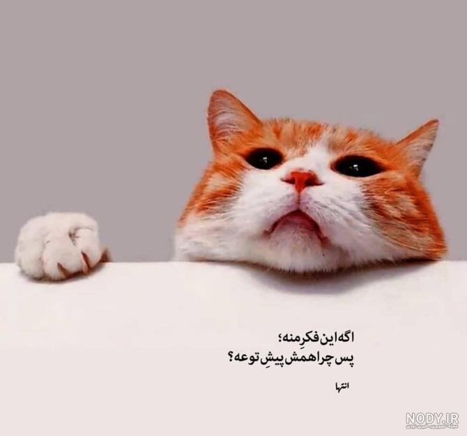 عکس نوشته گربه ❤️ [ بهترین تصاویر ]