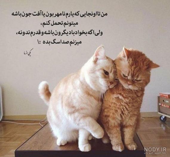 عکس نوشته ی غمگین گربه