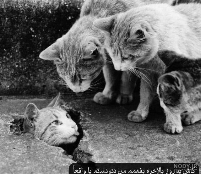 مجموعه عکس نوشته گربه غمگین (جدید)