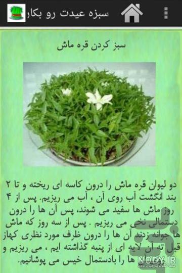 ویدیو آموزش کاشت سبزه ماش برای عید