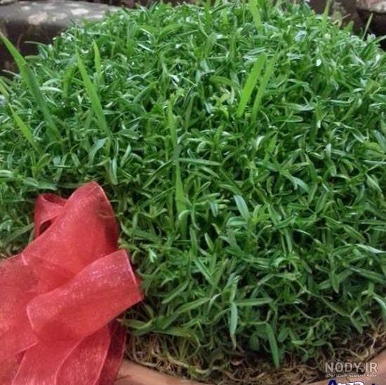چطوری سبزه عید با قره ماش تهیه کنیم - دنیای گیاهان