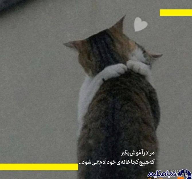 گربه ی عزیزم ملوسک بهترین گربه ی دنیا میگم راستی چه طوری میتونی عکس پروفایل  بزار