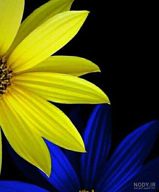 تصاویر گل های زیبا برای کارت پستال