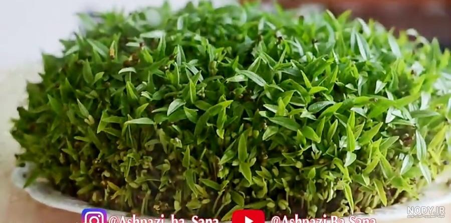 عکس سبزه ماش