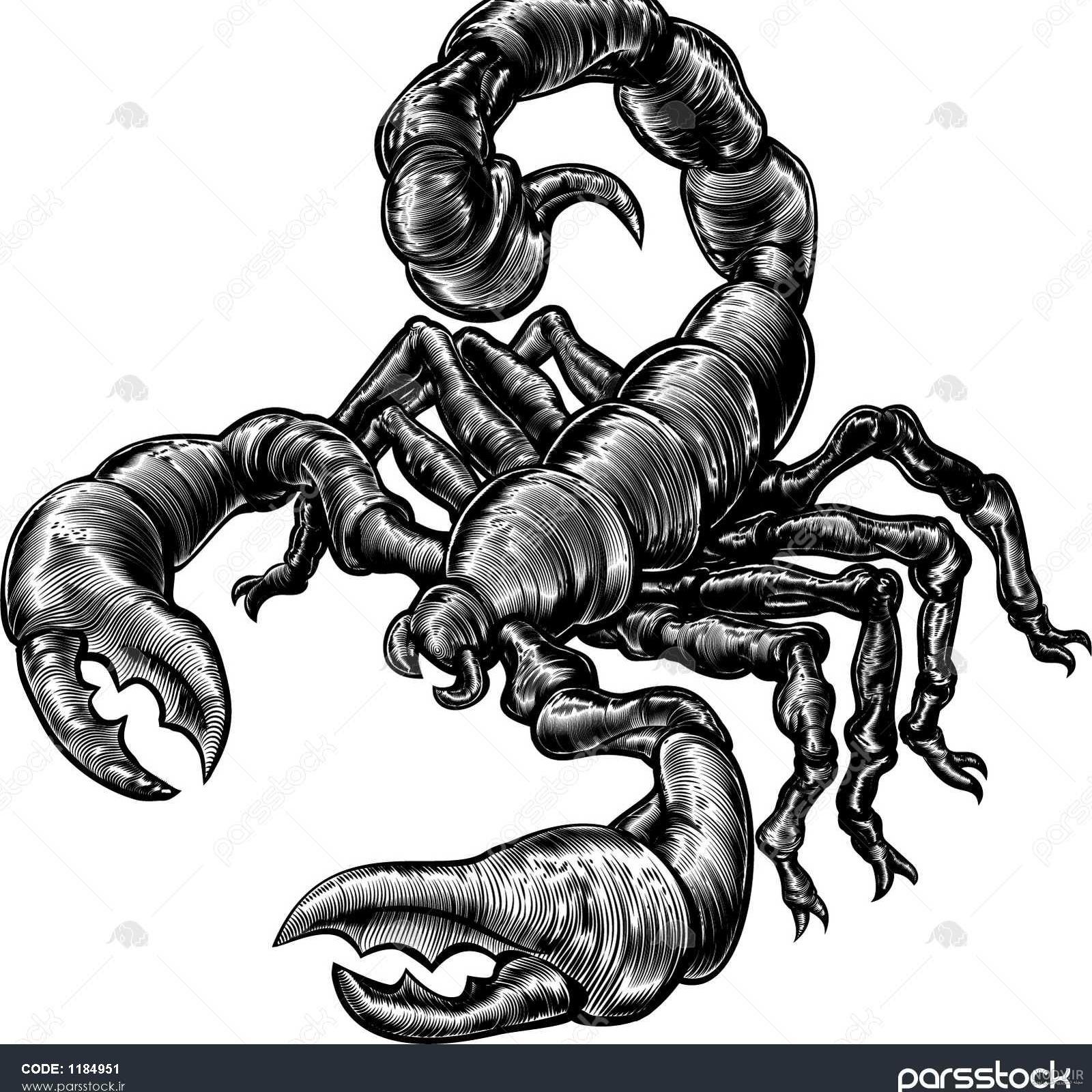 عکس عقرب سیاه نقاشی عکس عقرب سیاه نقاشی