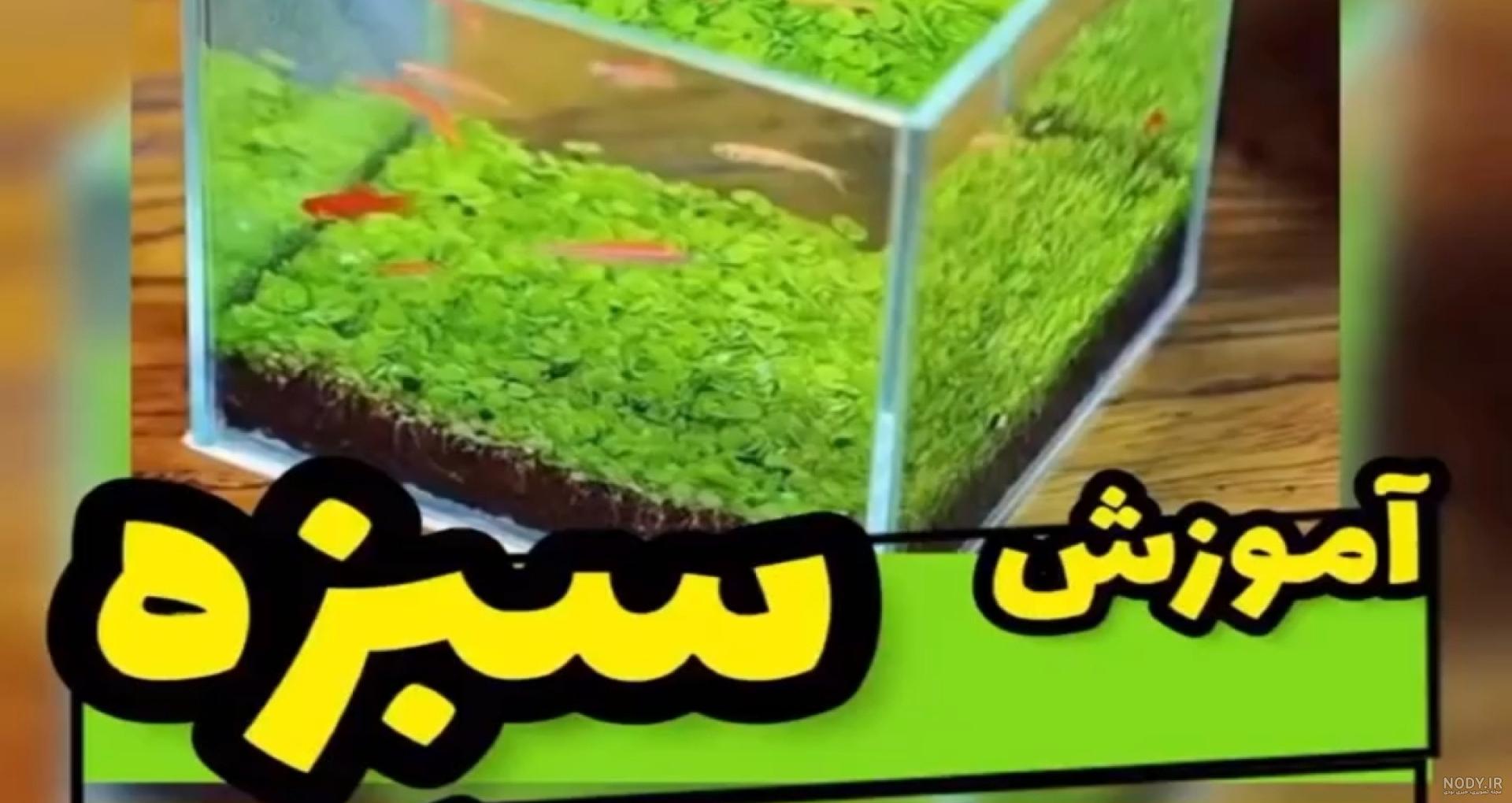 آموزش سبزه با خاکشیر به شکل کلاه - آموزشی نوروز 1400