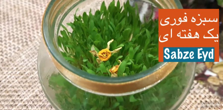 4 روش کاشت سبزه ارزن فوری و آسان برای عید - مجله آی سیب 4 روش کاشت سبزه ارزن فوری و آسان برای عید - مجله آی سیب