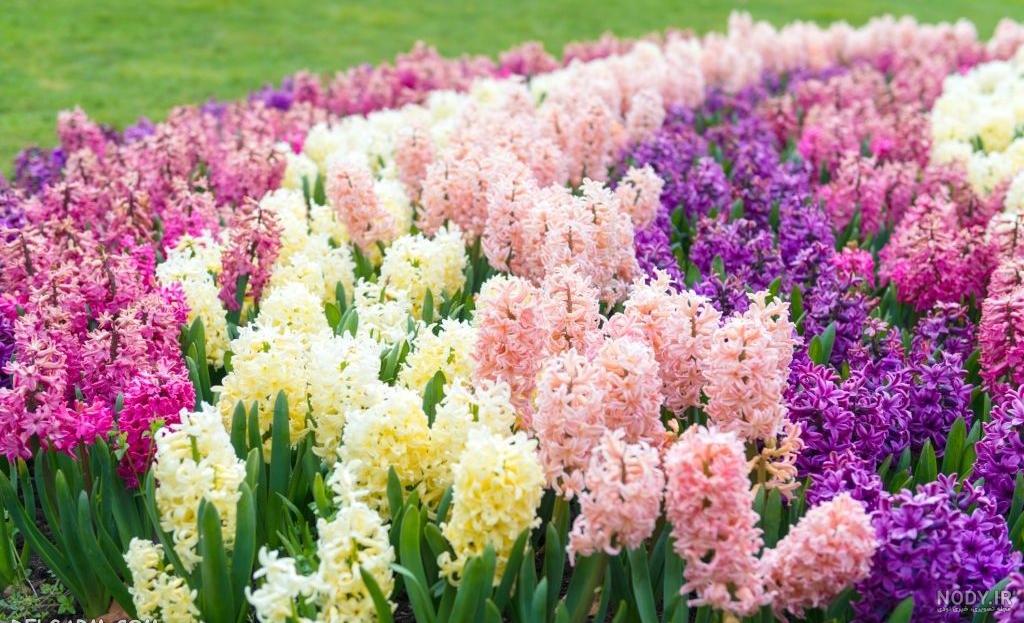 100 عکس حیرت انگیز از گل سنبل با حال و هوای نوروزی