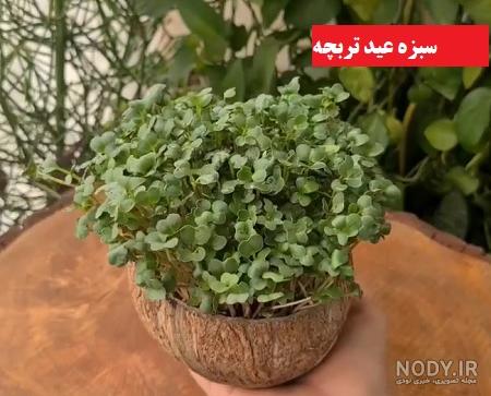 طرز تهیه سبزه ارزن ساده و خوشمزه توسط m.s - کوکپد طرز تهیه سبزه ارزن ساده و خوشمزه توسط m.s - کوکپد