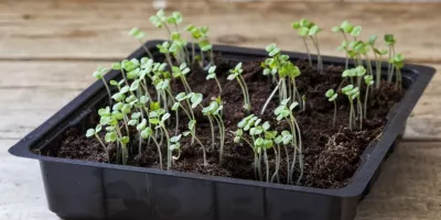عکس سبزه ی ارزن - عکس نودی عکس سبزه ی ارزن - عکس نودی
