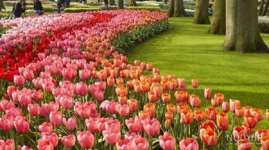 مجموعه عکس های منظره دشت گل و طبیعت های زیبا
