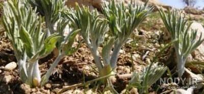 آشنایی با خواص معجزه گر گیاه بن سور کوهی