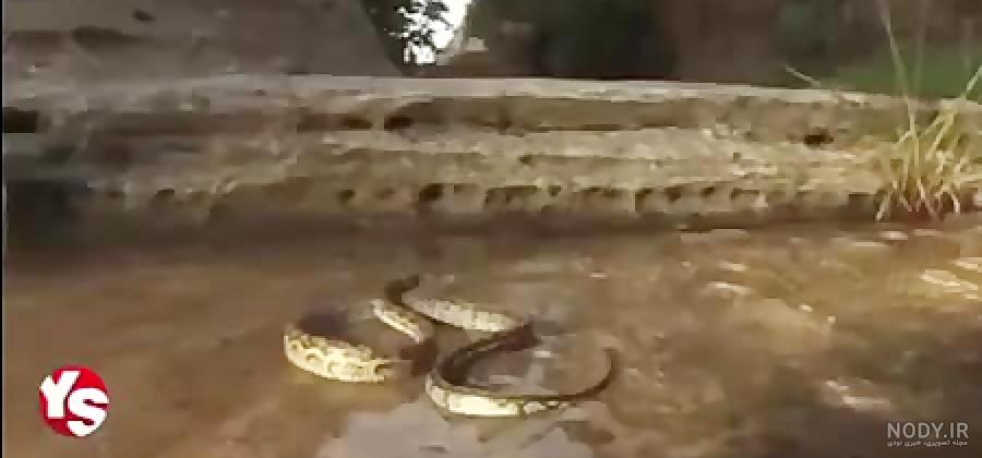حمله مورچه خوار به جگوار - جنگ و نبرد دیدنی حیوانات وحش حمله مورچه خوار به جگوار - جنگ و نبرد دیدنی حیوانات وحش