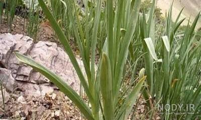 خواص بن سور کوهی و خاصیت ضدعفونی کننده آن