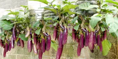 خواص بن سور کوهی و خاصیت ضدعفونی کننده آن