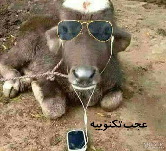 عکس خر با عینک - دانلود رایگان - پارس پی ان جی عکس خر با عینک - دانلود رایگان - پارس پی ان جی