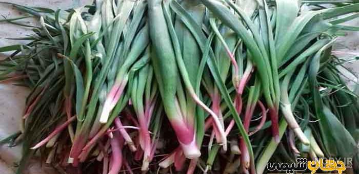 عکس گیاه بن سور