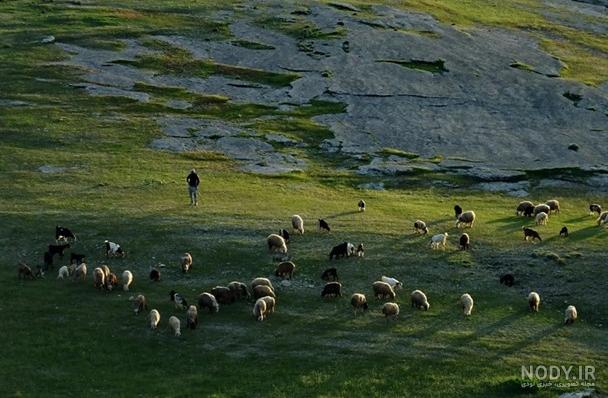 بوی خوش صفا در "بن پیر" گچساران+تصاویر | پایگاه تحلیلی خبری آفتاب جنوب
