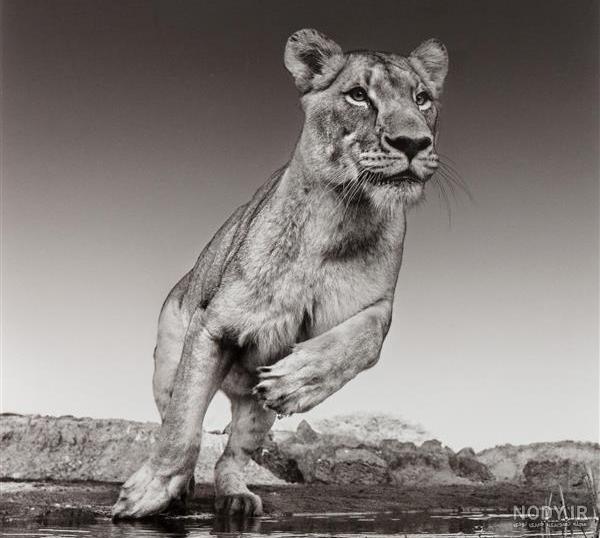 lion عکس با کیفیت lion و وکتور لایه باز lion پارس استاک | شاتر ...