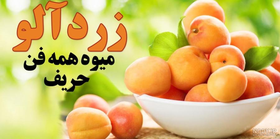 بلوبری ایرانی چیست ؟ + 3 نوع از انواع آن | عطاری آنلاین محقق