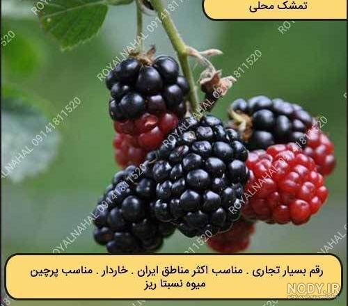بلوبری چیست، چه خواصی دارد و بلوبری خشک از کجا بخریم؟ | زرین میوه ...