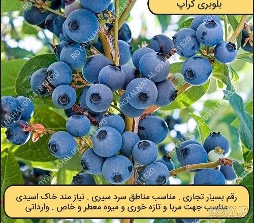 خرید نهال بری ها (بلوبری:) ✔️ قیمت نهال بری ها (بلوبری) در ...
