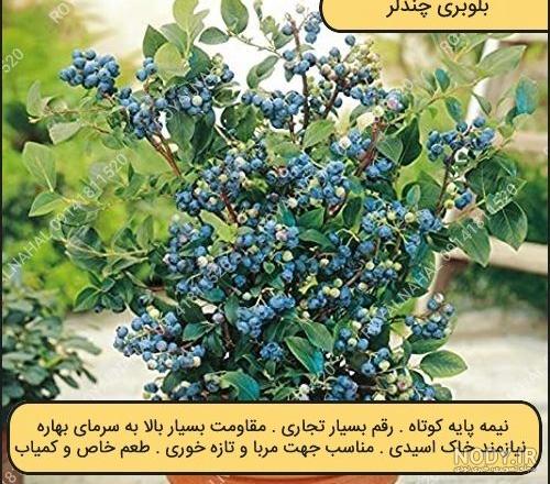خرید نهال بلوبری | نحوه پرورش درخت بلوبری | قیمت + عکس | نهالستان ...