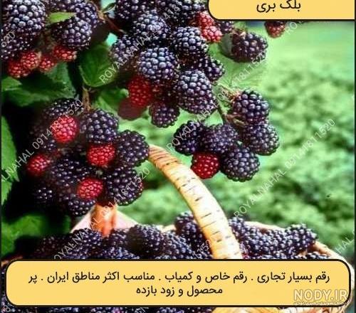 خرید نهال بلوبری | نحوه پرورش درخت بلوبری | قیمت + عکس | نهالستان ...