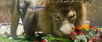 شیر ماده عکس با کیفیت شیر ماده و وکتور لایه باز شیر ماده پارس ...