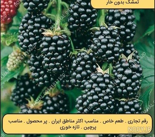 عکس بلوبری جنگلی ؛ بلوبری جنگلی چه شکلی است و چه طعمی دارد - فال و ...