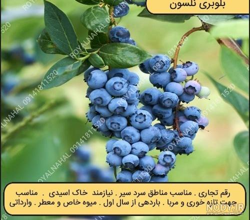 عکس گیاه بلوبری