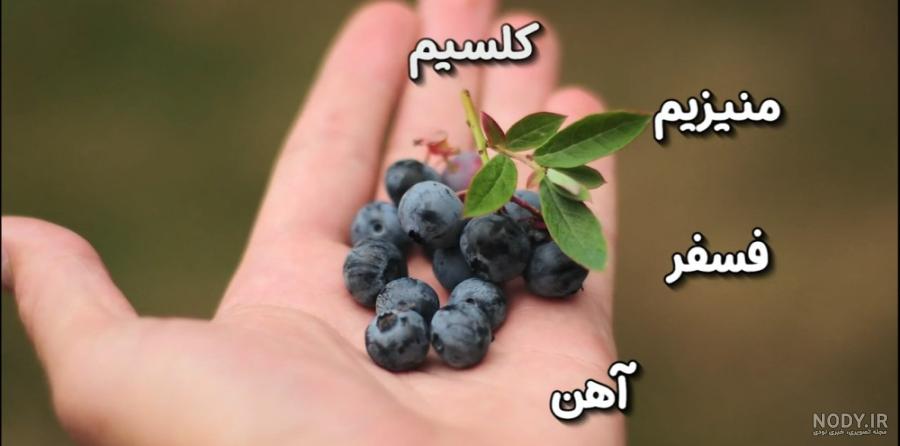 قیمت خرید بلوبری خشک + مزایا و معایب - آراد برندینگ