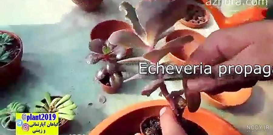 10 حشره بزرگ که در واقع واقعی هستند