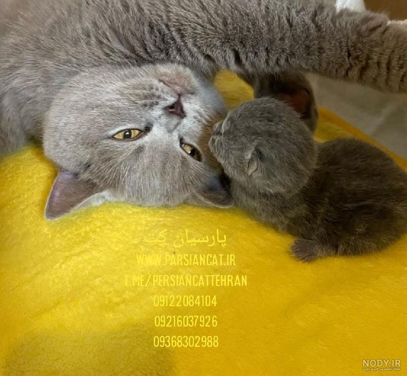 خرید گربه اسکاتیش بلو | رادپت