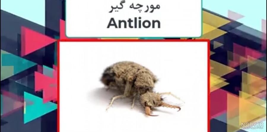 شکار مورچه توسط مورچه خوار ( شیر مورچه)(فوق العاده تماشایی)