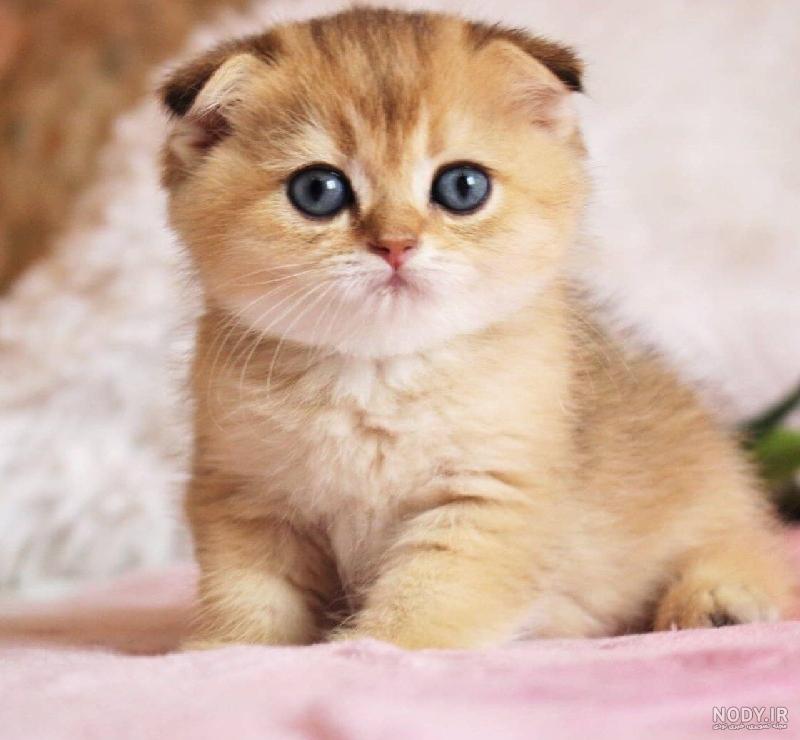 عکس بچه گربه های گوگولی