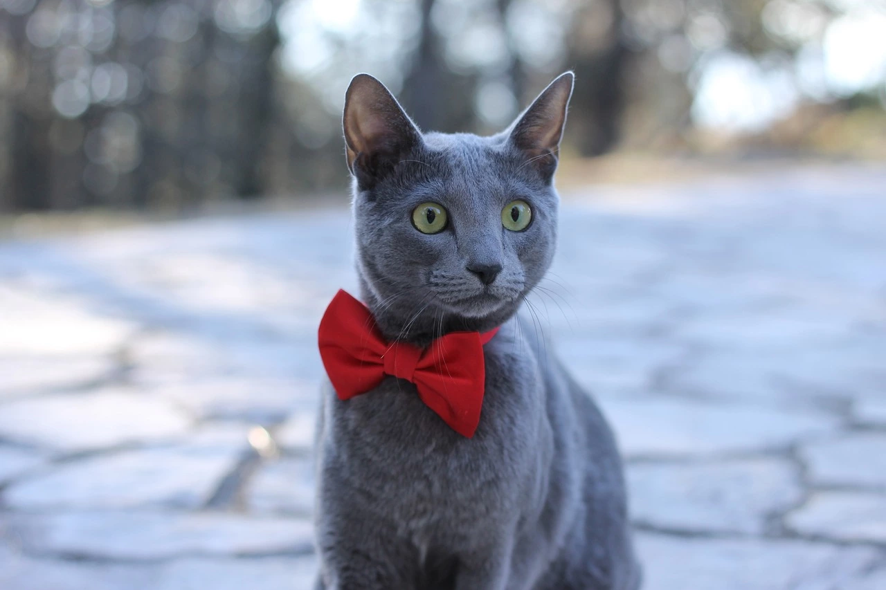گربه آبی رنگ (راشن بلو) | گربه ای خاص، با اصالت و گران قیمت - Happypet