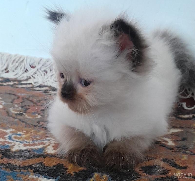گربه آبی رنگ (راشن بلو) | گربه ای خاص، با اصالت و گران قیمت - Happypet