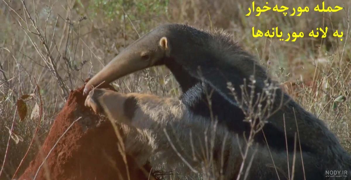 انیمیشن پلنگ صورتی - مورچه و مورچه خوار - فصل 1 قسمت 13 انیمیشن پلنگ صورتی - مورچه و مورچه خوار - فصل 1 قسمت 13