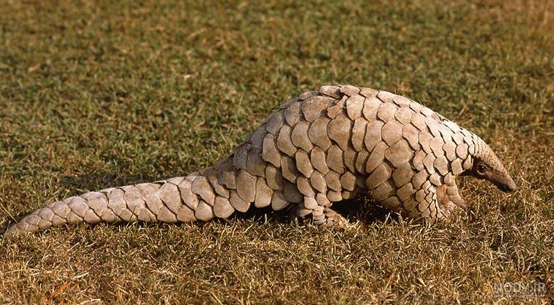 عکس مورچه خوار کوچک