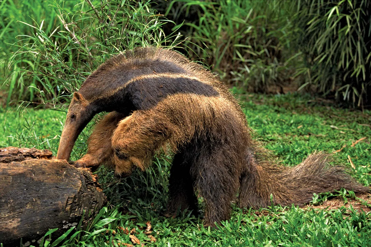 عکس مورچه خواری