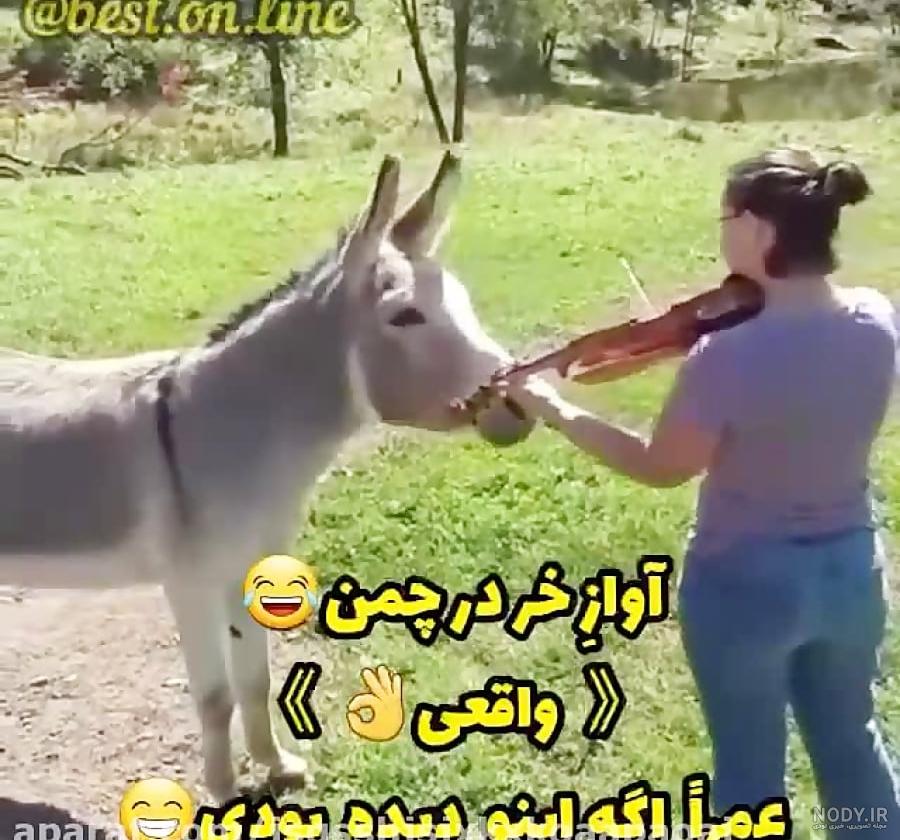 گالری عکس خر شرک | پلاگر گالری عکس خر شرک | پلاگر