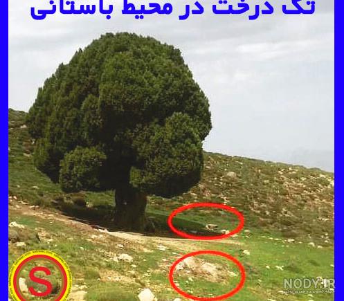 تفاوت درخت بنه و درخت کلخونگ و بررسی زیستگاه، ویژگی ‏های ساختاری و ...
