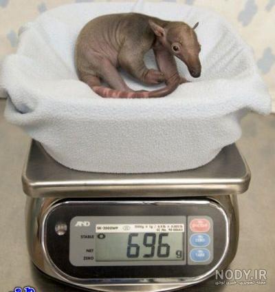 عکس بچه مورچه خوار baby of anteater