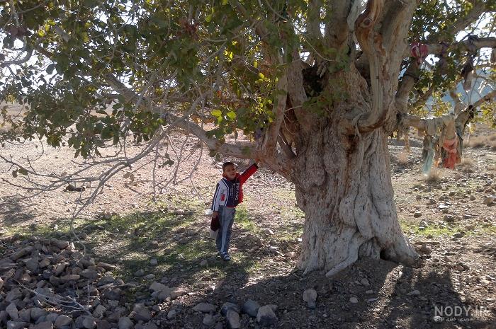 عکس درخت بنفش عکس درخت بنفش