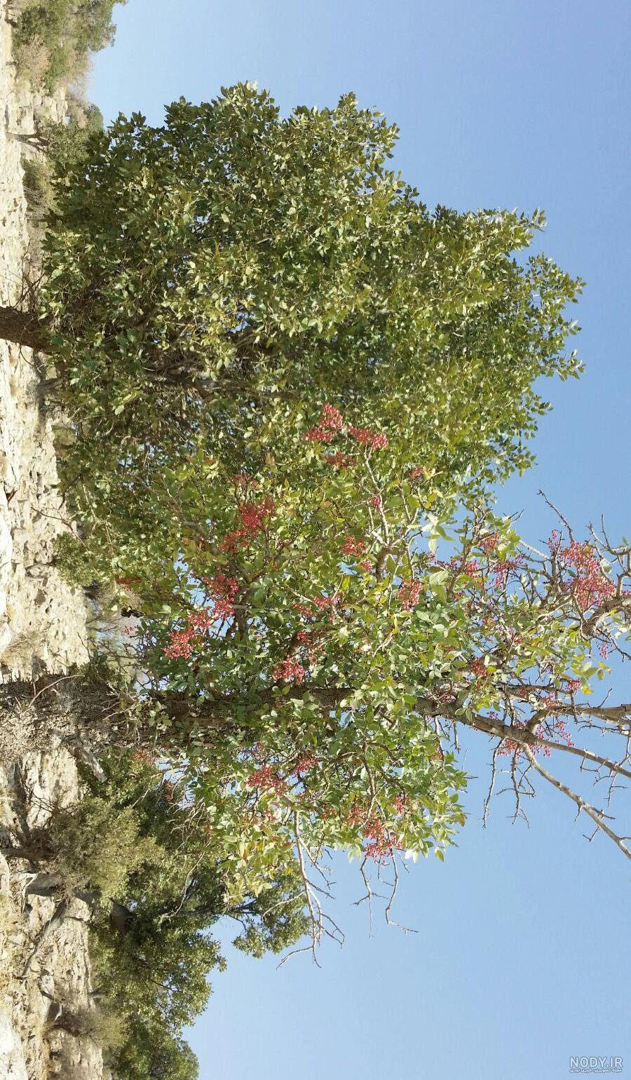 عکس درخت بونسای عکس درخت بونسای